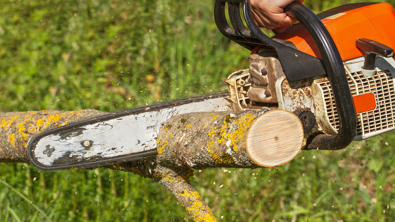 Tree Arborists in Rancho Cucamonga, CA: Keeping Your Trees Thriving