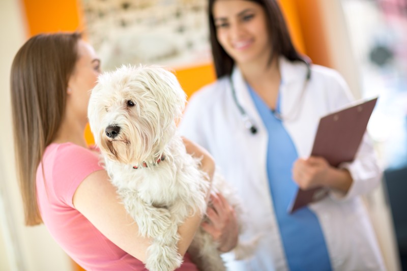 How to visit a veterinary hospital with your pet near Rockville