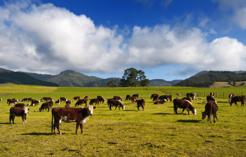 Tips to Help You Determine if Angus Bulls are Healthy or Unhealthy