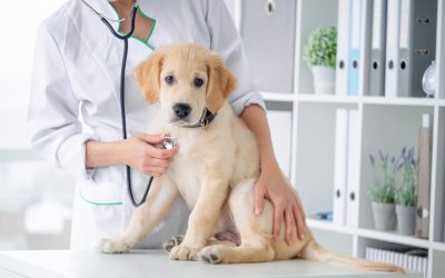 Find the Best Veterinarian in Monmouth County NJ for Your Pet